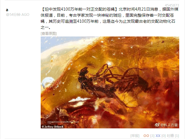 神秘琥珀与苍蝇交配
